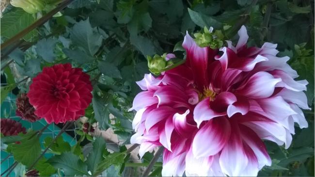 Name:  dahlia 4-13.08.2015.jpg
Views: 770
Size:  40.3 KB
