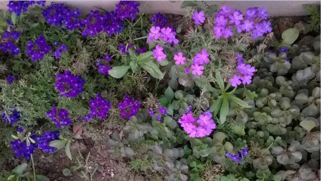 Name:  verbena sedum 13.08.2015.jpg
Views: 764
Size:  57.3 KB