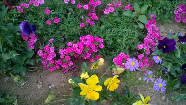 Name:  verbena 2 - 13.08.2015.jpg
Views: 767
Size:  59.3 KB