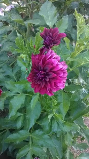 Name:  dahlia 2-10.08.2015.jpg
Views: 555
Size:  37.7 KB
