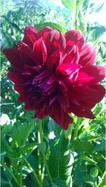 Name:  dahlia 3-10.08.2015.jpg
Views: 551
Size:  38.2 KB