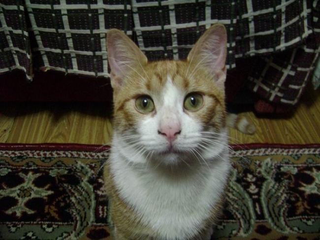 Name:  0352.jpg
Views: 637
Size:  48.7 KB