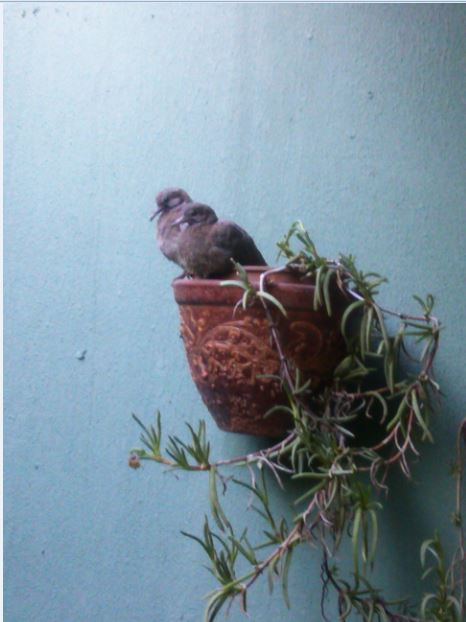 Name:  kum1.JPG
Views: 373
Size:  44.9 KB
