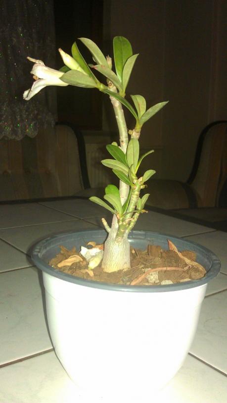 Name:  IMAG1245.jpg
Views: 534
Size:  34.7 KB