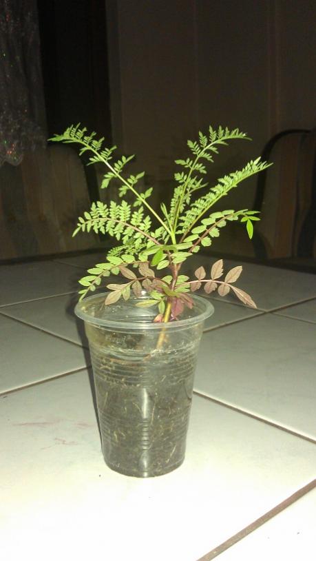 Name:  IMAG1246.jpg
Views: 2400
Size:  39.9 KB