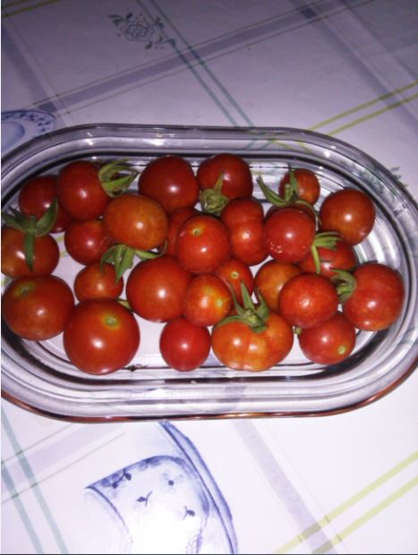 Name:  tur3.JPG
Views: 312
Size:  50.8 KB