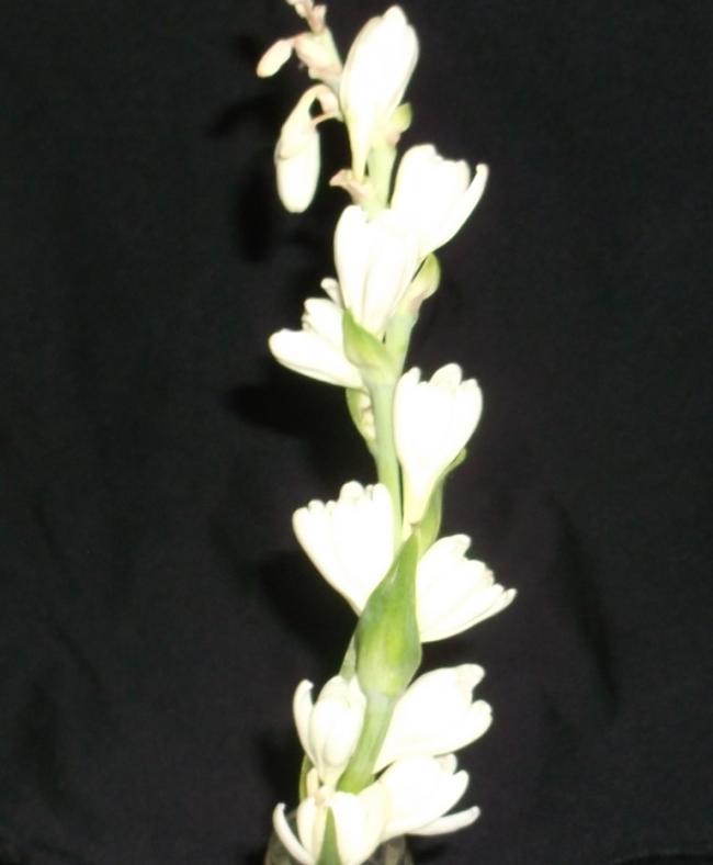 Name:  DSCF7715.jpg
Views: 483
Size:  30.5 KB