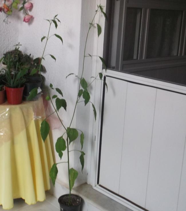 Name:  DSCF7794.jpg
Views: 483
Size:  42.5 KB
