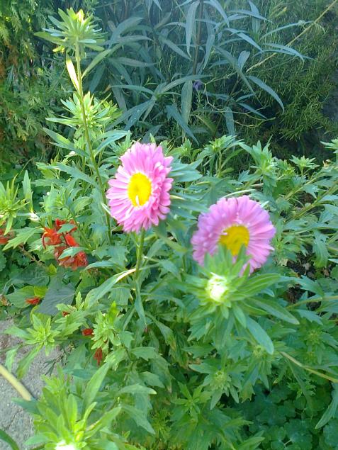 Name:  Fotoraf3273.jpg
Views: 601
Size:  77.6 KB