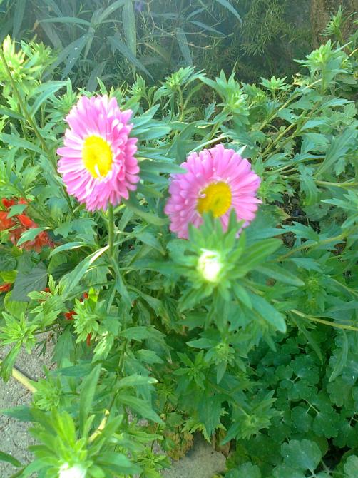 Name:  Fotoraf3272.jpg
Views: 575
Size:  76.0 KB