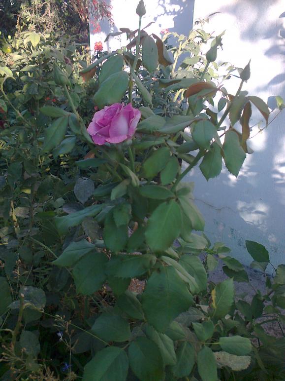 Name:  Fotoraf3284.jpg
Views: 565
Size:  72.8 KB