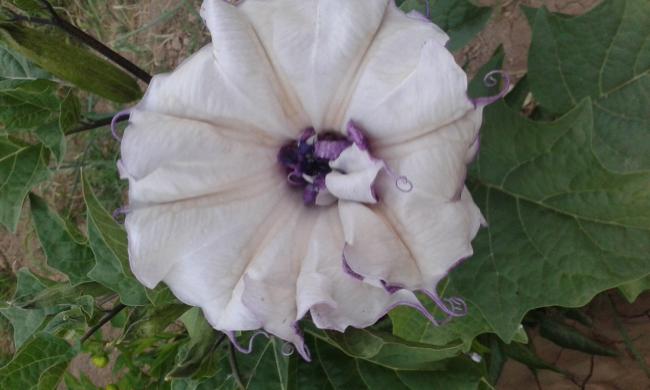 Name:  20150727_194023.jpg
Views: 343
Size:  32.6 KB