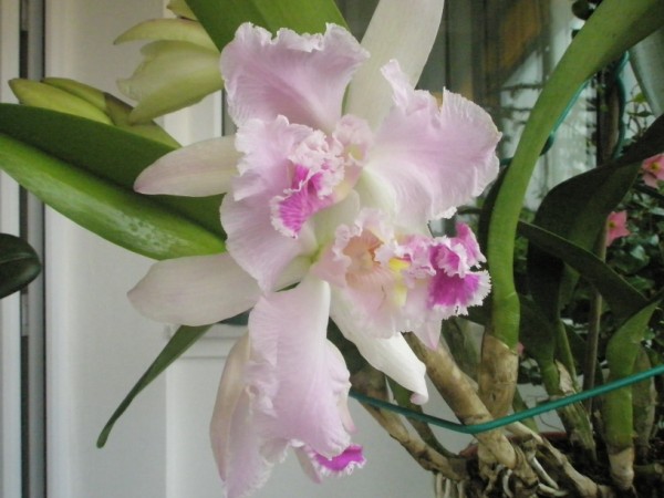 Name:  PC280098 (600 x 450).jpg
Views: 1397
Size:  59.1 KB