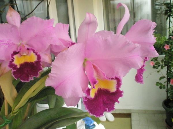 Name:  PC280107.jpg
Views: 1403
Size:  34.5 KB