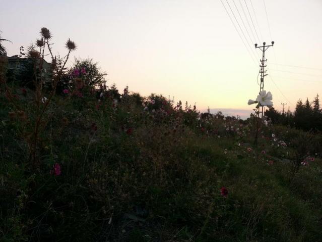 Name:  11855634_10153573550343415_5102633278490058660_n-640x640.jpg
Views: 229
Size:  35.4 KB