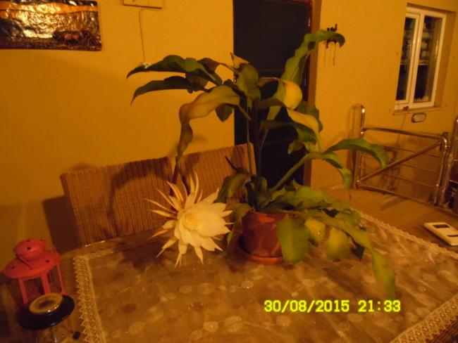 Name:  267.jpg
Views: 455
Size:  39.6 KB