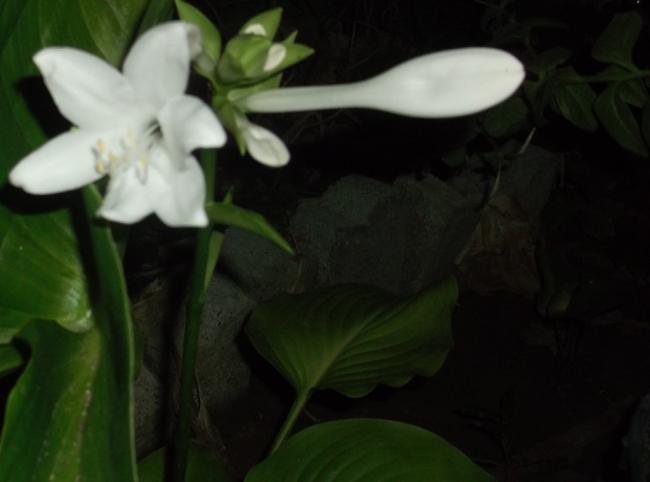 Name:  DSCF7831.jpg
Views: 385
Size:  23.8 KB