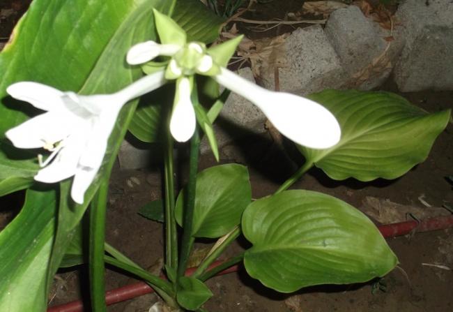 Name:  DSCF7832.jpg
Views: 384
Size:  39.2 KB