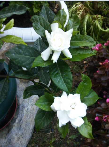 Name:  ga2.JPG
Views: 327
Size:  55.2 KB