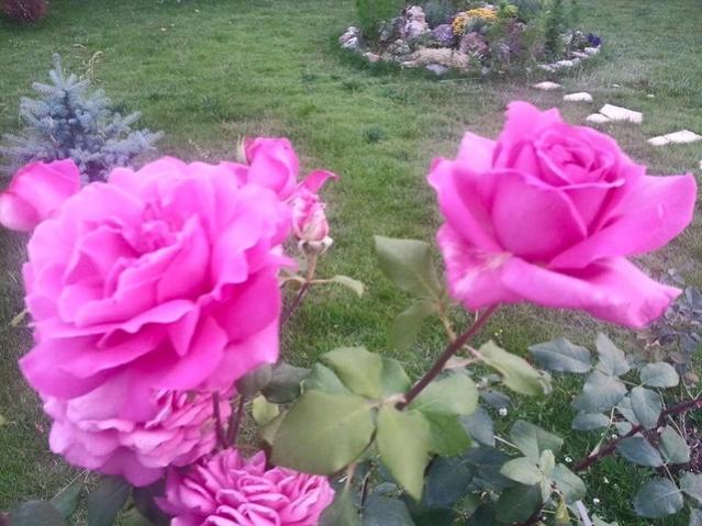 Name:  11698685_10153473139403415_8557879228853838721_n.jpg
Views: 362
Size:  54.5 KB