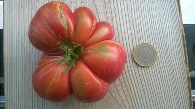 Name:  pembe domates 30.08.2015.jpg
Views: 701
Size:  34.7 KB