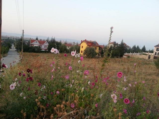 Name:  11902340_10153573552628415_910996296498532675_n-640x640.jpg
Views: 287
Size:  46.8 KB