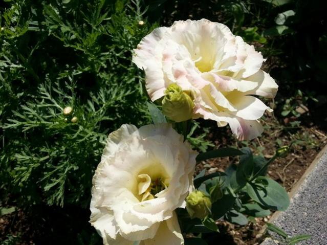 Name:  11889479_10153564751583415_6381721496356661334_n.jpg
Views: 359
Size:  56.5 KB