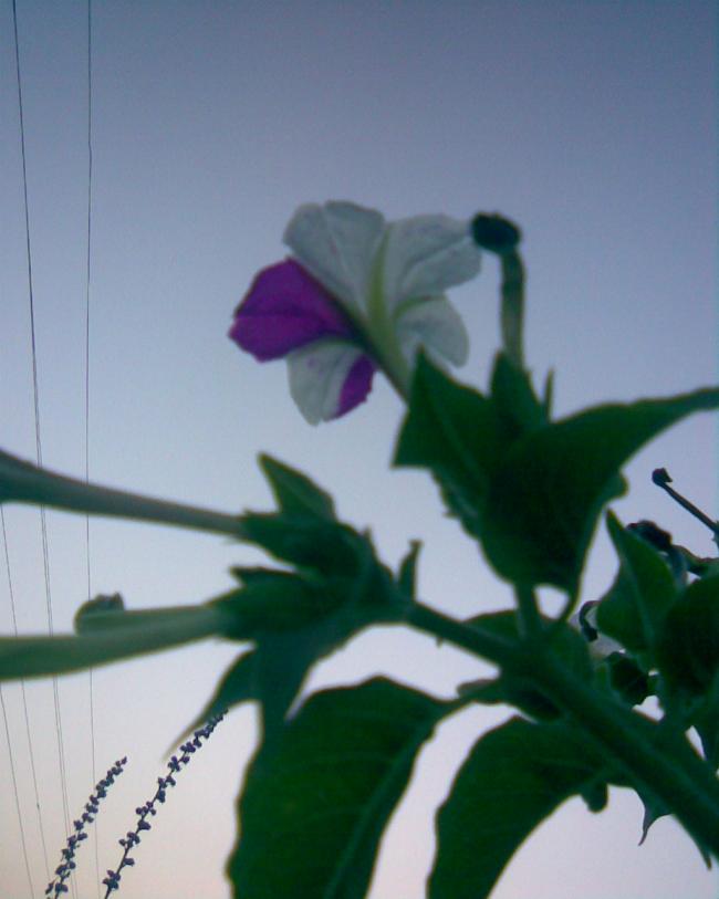 Name:  akam sefas mavili 1.jpg
Views: 639
Size:  39.8 KB