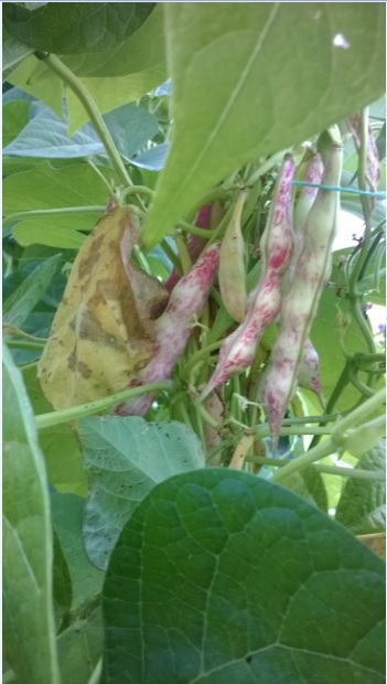 Name:  barbunya - 02.09.2018.jpg
Views: 815
Size:  67.2 KB