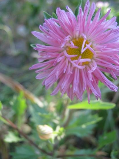 Name:  aster.jpg
Views: 881
Size:  29.4 KB