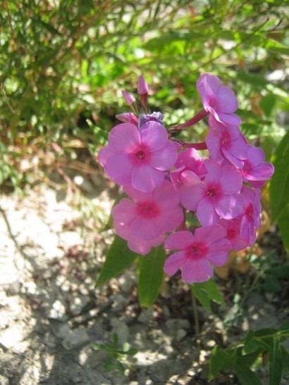 Name:  phlox.jpg
Views: 908
Size:  39.7 KB
