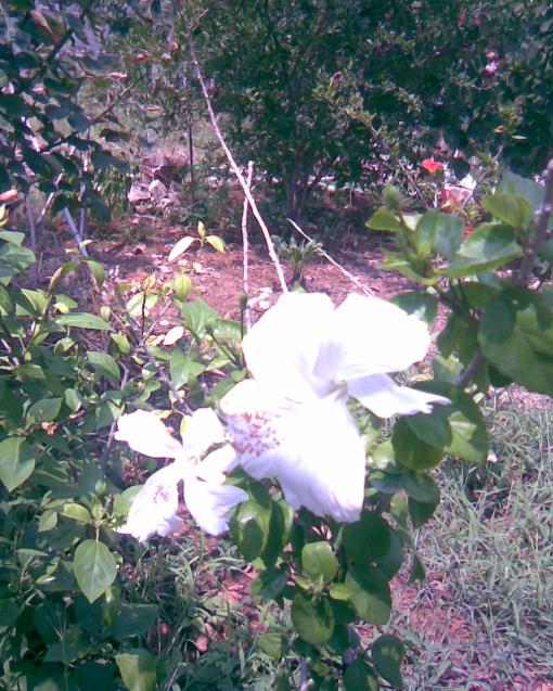 Name:  beyaz japon.jpg
Views: 578
Size:  77.4 KB