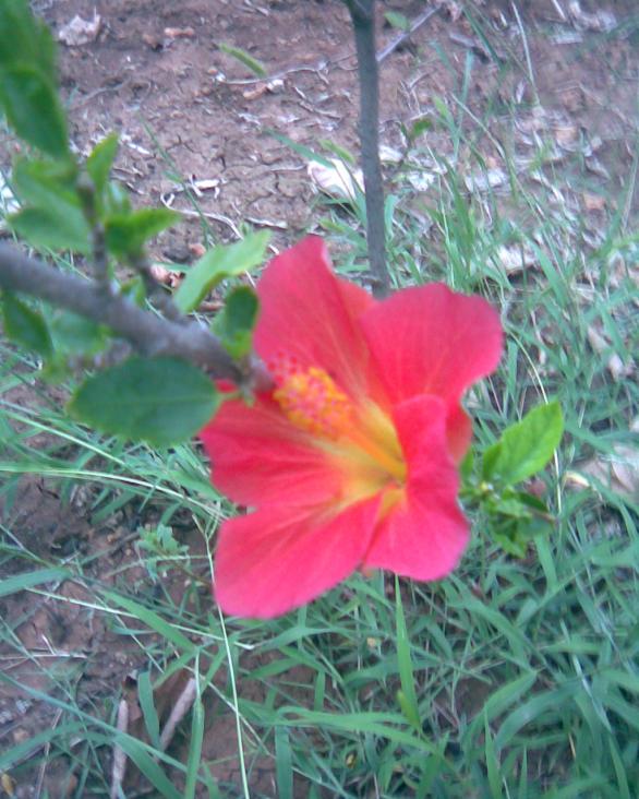 Name:  krmz ortas sar japon.jpg
Views: 643
Size:  73.3 KB