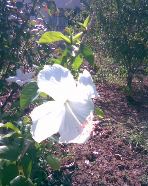 Name:  japon beyaz 1.jpg
Views: 561
Size:  76.7 KB