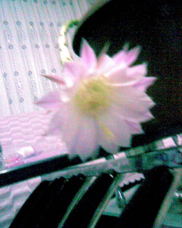 Name:  kaynana1.jpg
Views: 524
Size:  70.4 KB