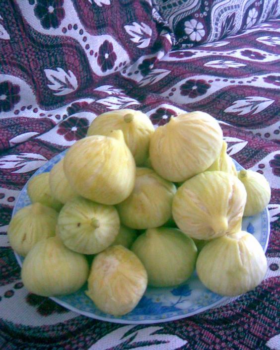 Name:  incir.jpg
Views: 627
Size:  73.9 KB