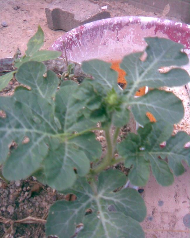 Name:  karpuz 1.jpg
Views: 540
Size:  61.1 KB