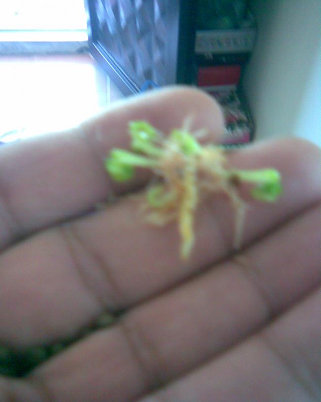 Name:  knalar imlenmi tohum kesesinde.jpg
Views: 555
Size:  33.4 KB