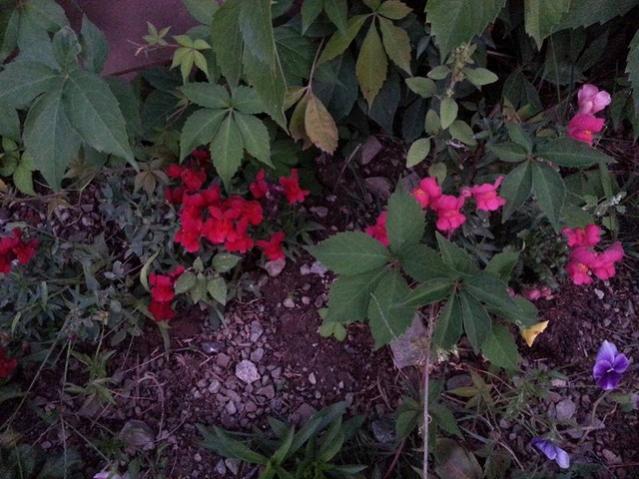Name:  11951918_10153602829693415_1892039664492766020_n.jpg
Views: 389
Size:  56.5 KB