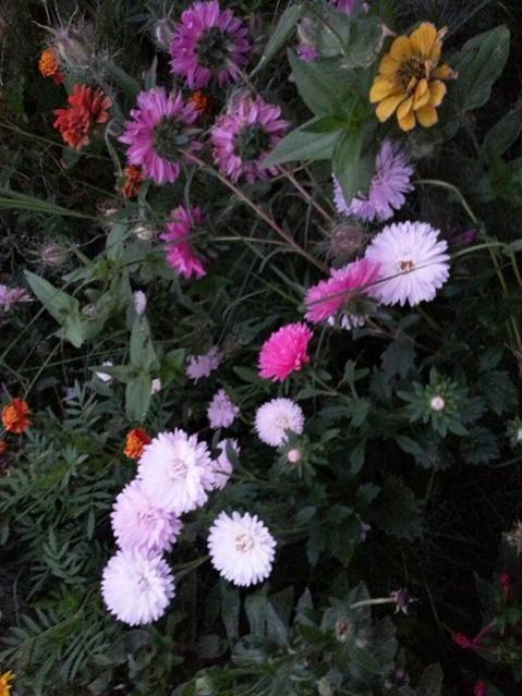 Name:  11924942_10153602827073415_1103443136298536468_n.jpg
Views: 390
Size:  54.5 KB