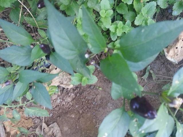 Name:  11990689_10153613731298415_5468036089201813923_n.jpg
Views: 357
Size:  49.4 KB