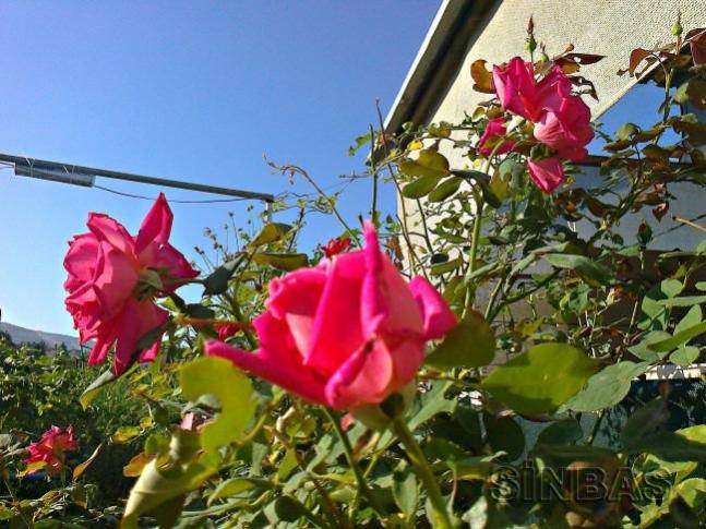Name:  3GLKOKULU.jpg
Views: 586
Size:  65.4 KB