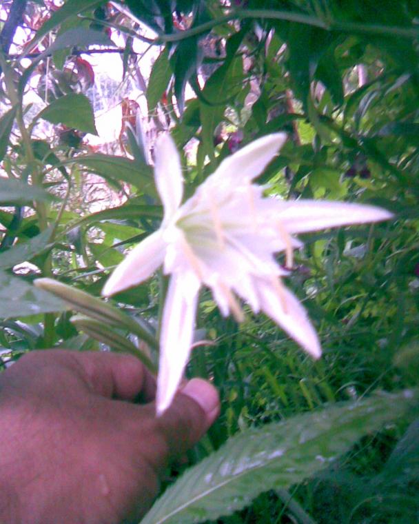 Name:  kum zamba.jpg
Views: 574
Size:  70.9 KB