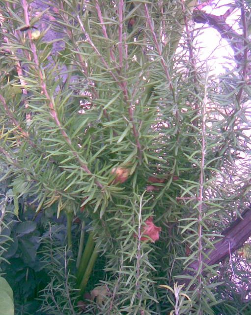 Name:  biberiye.jpg
Views: 539
Size:  76.4 KB