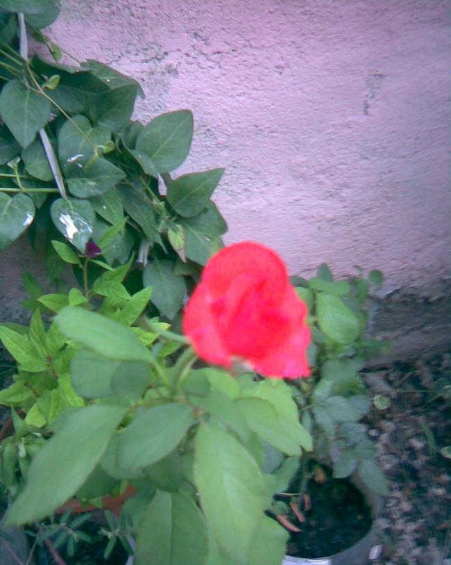 Name:  glll.jpg
Views: 538
Size:  65.1 KB