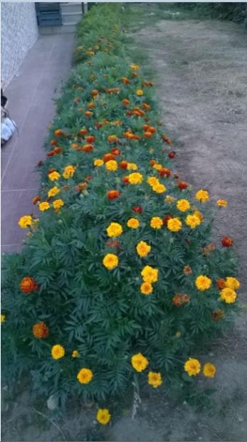Name:  kadife 06.09.2015.jpg
Views: 632
Size:  38.6 KB