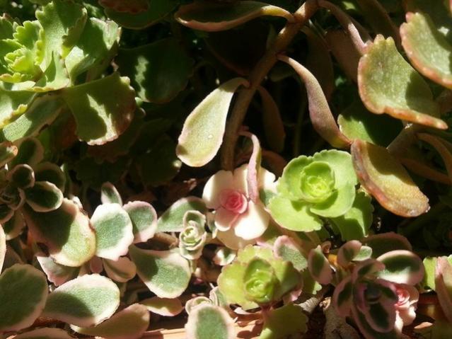 Name:  11219227_10153613742548415_5761872606754370182_n.jpg
Views: 383
Size:  50.7 KB