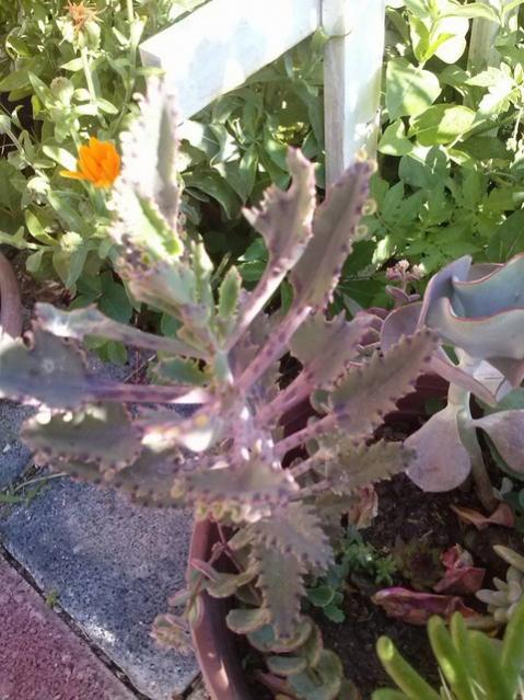 Name:  11034287_10153601873958415_8061784863352993302_n.jpg
Views: 425
Size:  58.5 KB