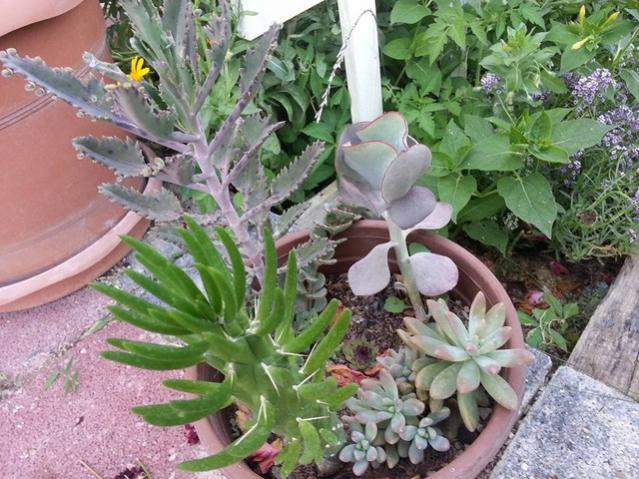 Name:  11902531_10153591151808415_1028991230457613001_n.jpg
Views: 747
Size:  68.4 KB
