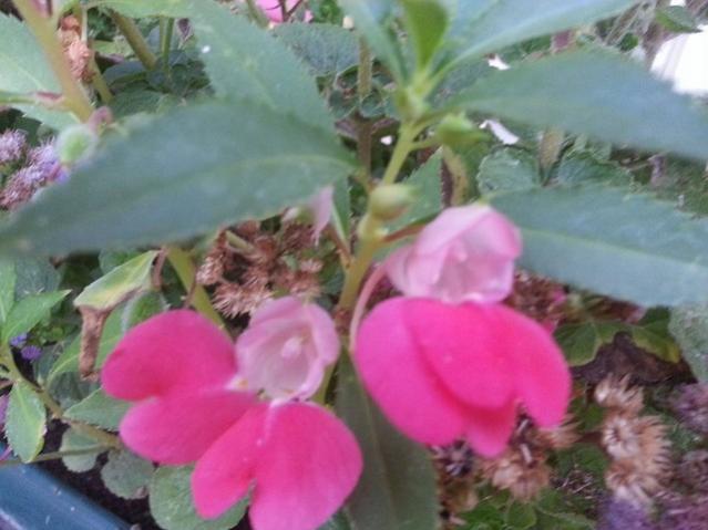 Name:  11988485_10153623881903415_9068459212637020799_n.jpg
Views: 391
Size:  39.3 KB